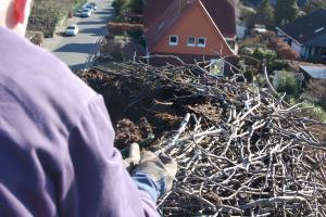 Hausputz im Storchennest - Die aussieht von der Drehleiter